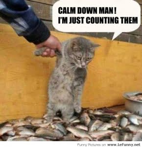 Funny-cat-counting-fish